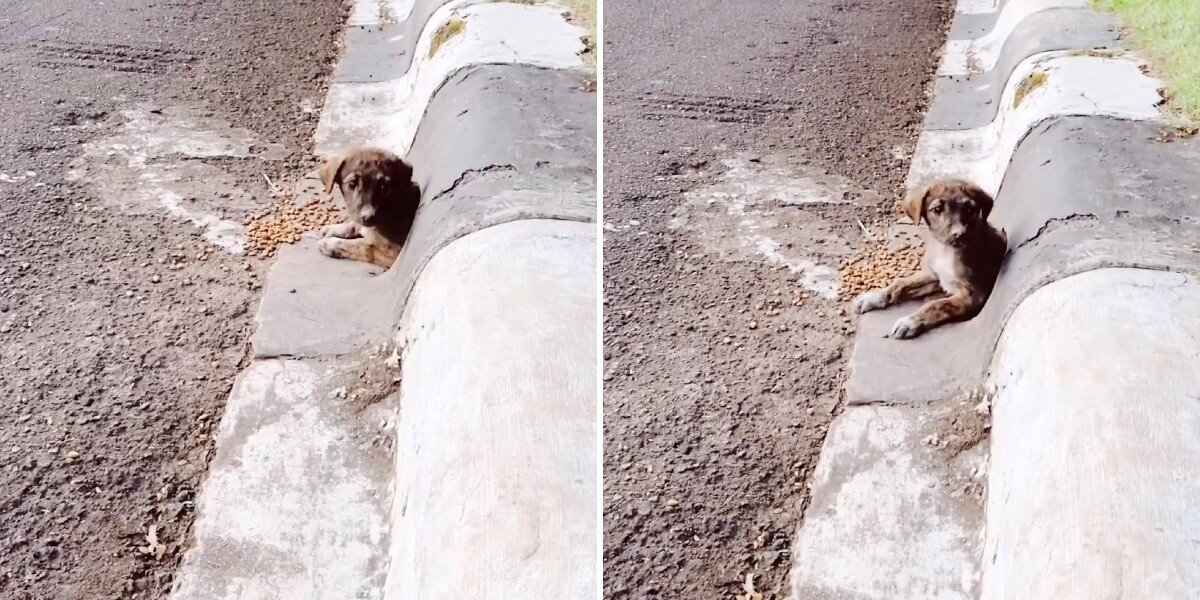 Man On His Way to the Gym Spots a Tiny Face in a Drain — And Gains a Best Friend