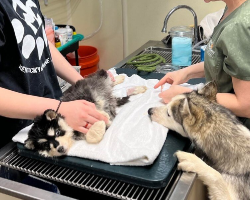 Husky Mom Refused To Leave Her Puppy’s Side — Even During Surgery