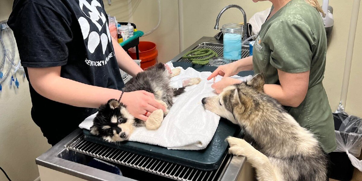 Husky Mom Refused To Leave Her Puppy’s Side — Even During Surgery