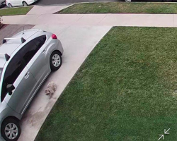 Security Camera Captures Adorable ‘Ewok’ Dog Searching for a Home
