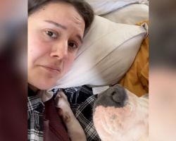 She Was Crying on the Couch — Then Her Foster Dog Did Something Remarkable