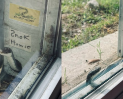 Woman Befriends Tiny Snake Who Moved Into Her Screen Door