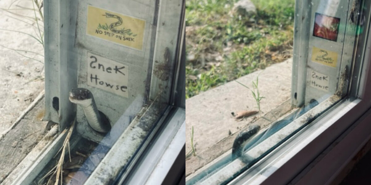 Woman Befriends Tiny Snake Who Moved Into Her Screen Door