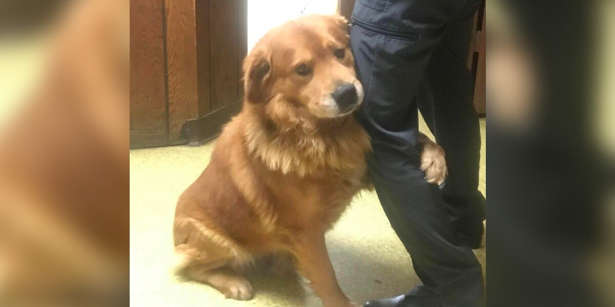 Dog Left in Walmart Parking Lot Shows His Love the Only Way He Knows How — With Hugs