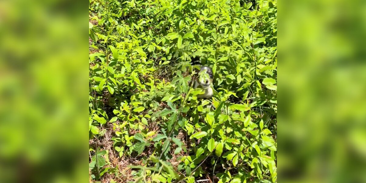 Woman Spots Tiny Face in Grass — and Changes a Puppy’s Life Forever