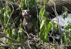 They Heard Cries in the Wreckage — Then a Head Slowly Emerged