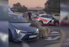 ‘Massive’ Visitor Brings Suburban Street to a Standstill