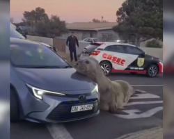 ‘Massive’ Visitor Brings Suburban Street to a Standstill