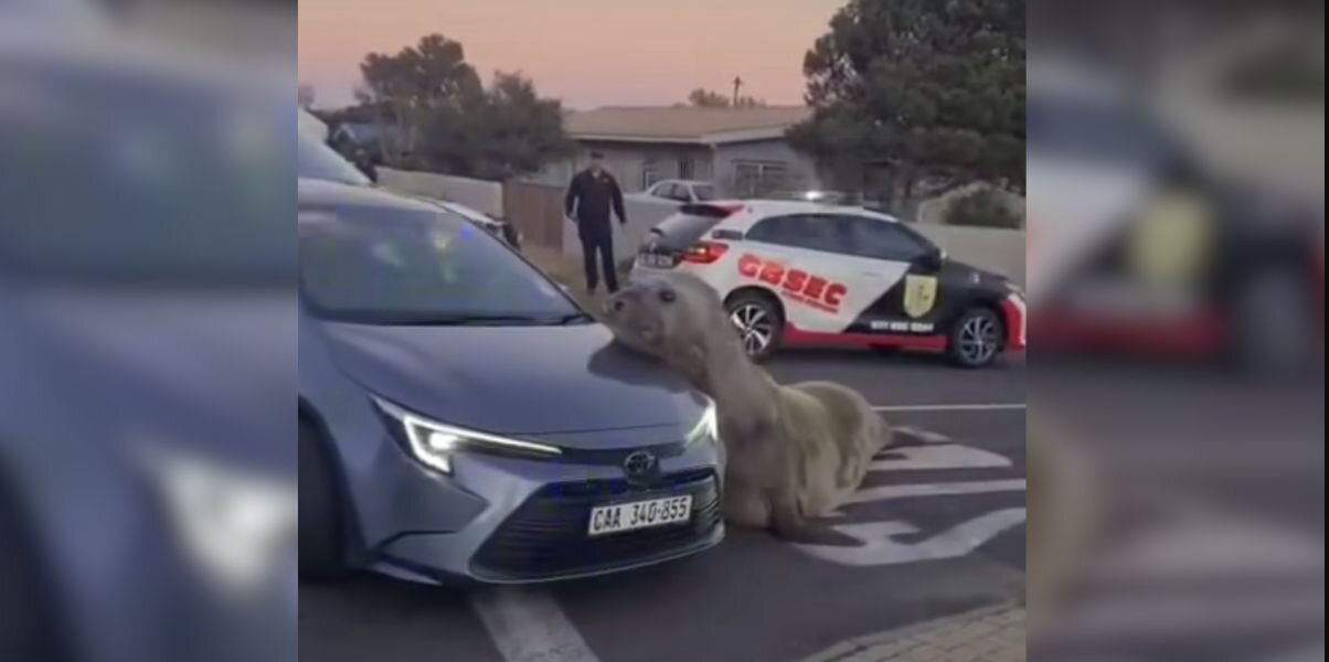 ‘Massive’ Visitor Brings Suburban Street to a Standstill