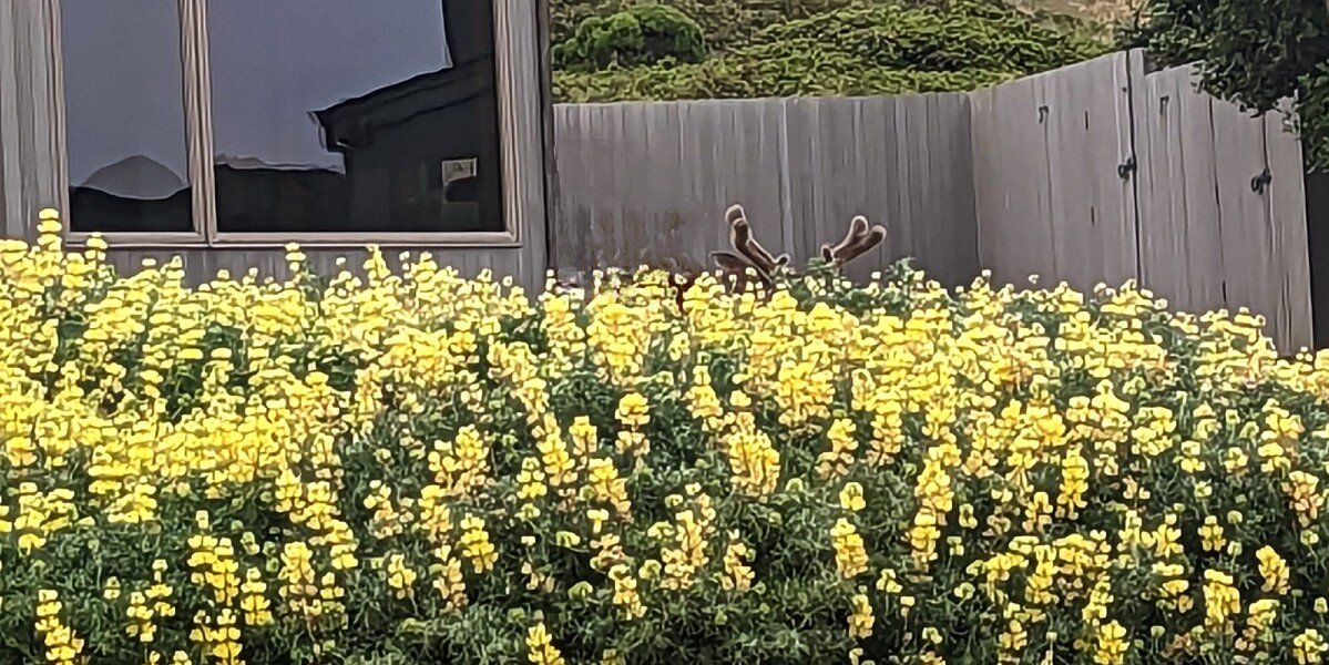 Woman Finds Surprise ‘Flowers’ in Garden — And They Have Antlers