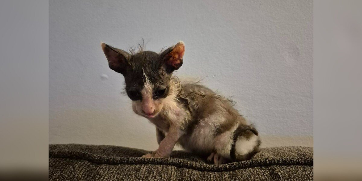 ‘Crusty Little Gremlin’ Kitten Is Hoping for a Forever Home — Warts, Wobbles and All