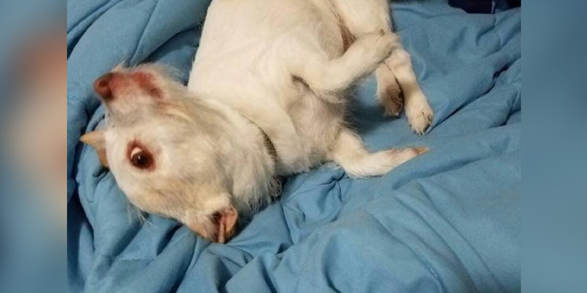 People Are Completely Baffled By This Photo Of A Totally Normal Dog