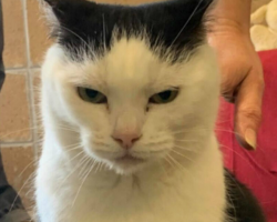 ‘World’s Worst Cat’ Seeks Human Who Gets Her — Attitude Included