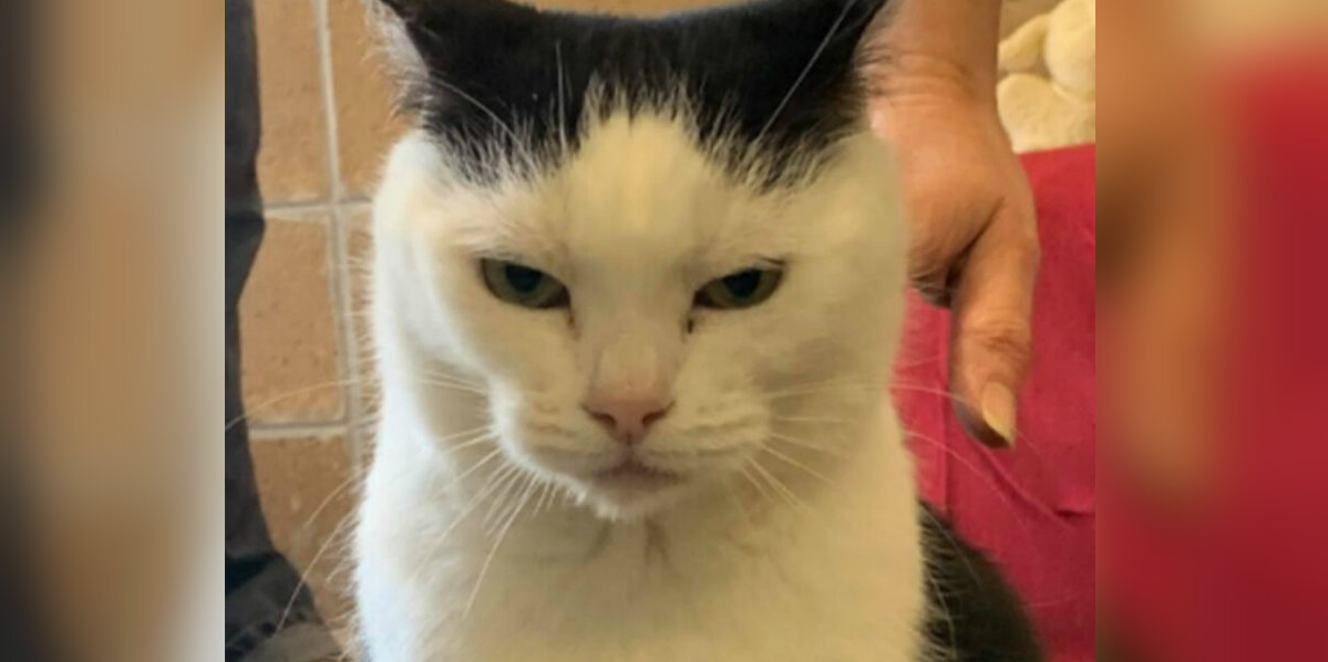 ‘World’s Worst Cat’ Seeks Human Who Gets Her — Attitude Included
