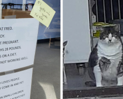 Chubby Cat Keeps Getting Mistaken for Being Pregnant — But He’s Just Fat Fred