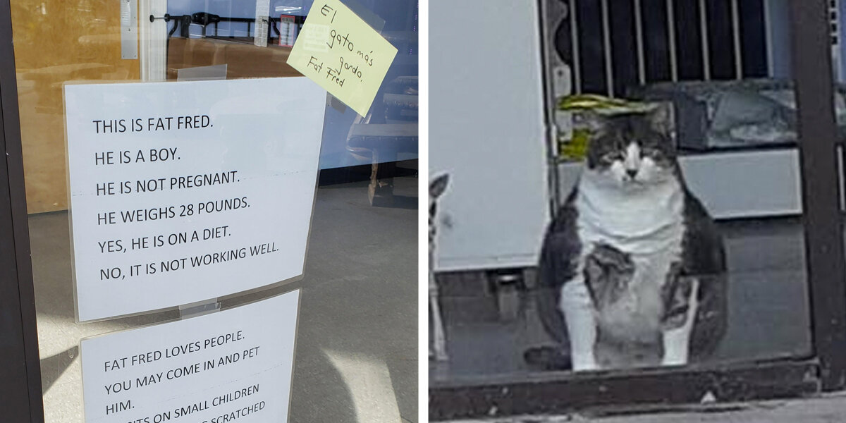 Chubby Cat Keeps Getting Mistaken for Being Pregnant — But He’s Just Fat Fred