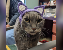 Cat Loses Her Ears — But Gains a New Look and a Forever Home