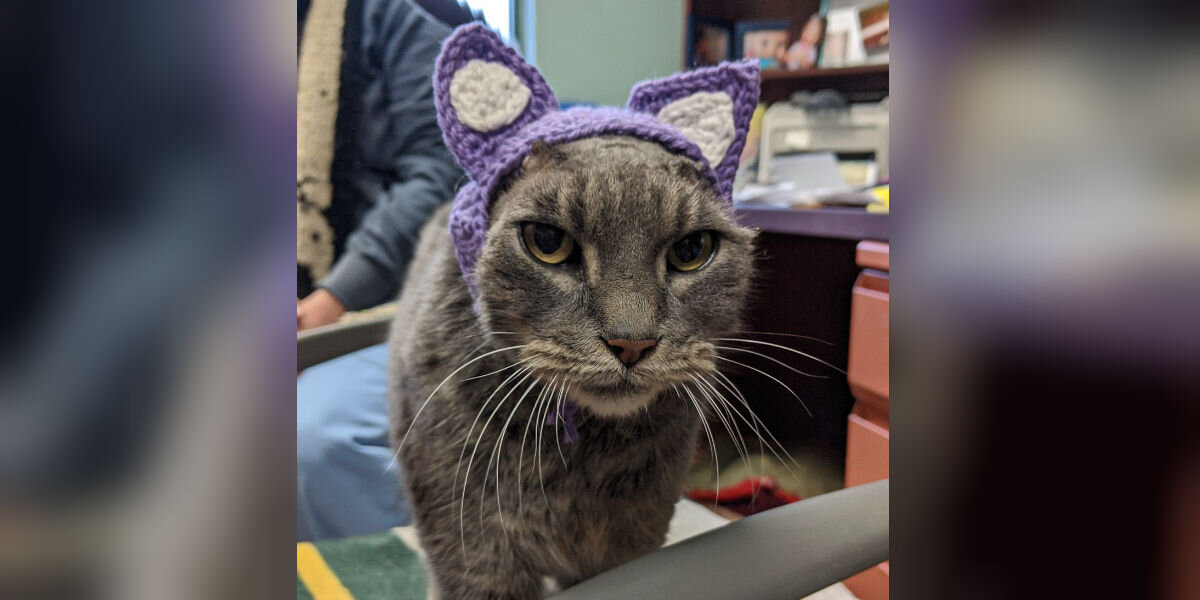 Cat Loses Her Ears — But Gains a New Look and a Forever Home