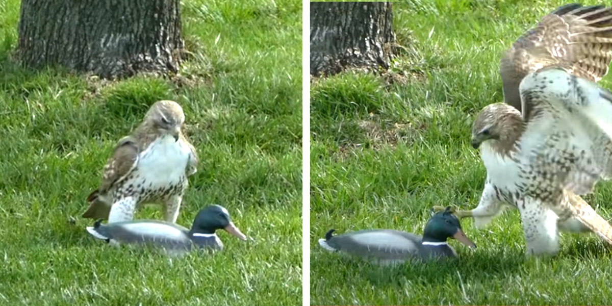 Confused Hawk Can’t Believe This ‘Duck’ Isn’t Scared of Him