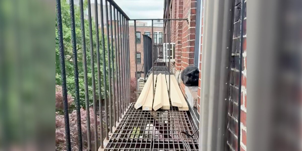 Terrified Cat Stranded 4 Stories High Learns to Trust — And Finds a Home