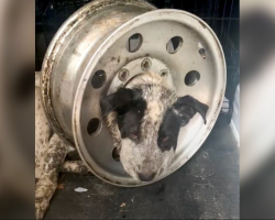 Dog Trapped in Tire Rim Finds Hope Thanks to a Heroic Rescue