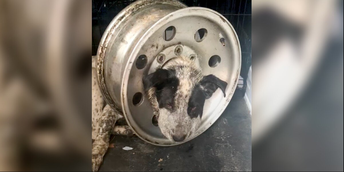 Dog Trapped in Tire Rim Finds Hope Thanks to a Heroic Rescue