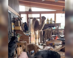 Baby Camel Keeps Sneaking Into His Best Friend’s House — And It’s Adorable
