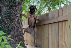 Woman Spots Her Dog Climbing a 6-Foot Fence — Then Learns the Adorable Reason Why