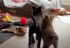 Blind Puppy Overjoyed to Reunite With Her Long-Lost Sister