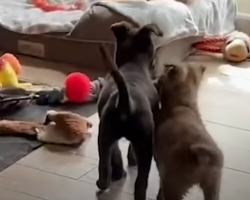 Blind Puppy Overjoyed to Reunite With Her Long-Lost Sister
