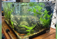 Homeowner Discovers Surprising Guest Curled Up in His Fish Tank