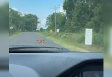 Driver Follows a Gut Feeling — And Finds a Puppy Waiting for Help