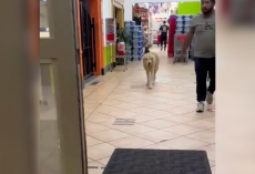 Homeless Golden Retriever Wanders Grocery Store in Search of Food — and Affection