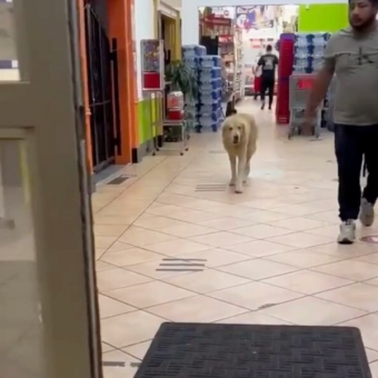 Homeless Golden Retriever Wanders Grocery Store in Search of Food — and Affection