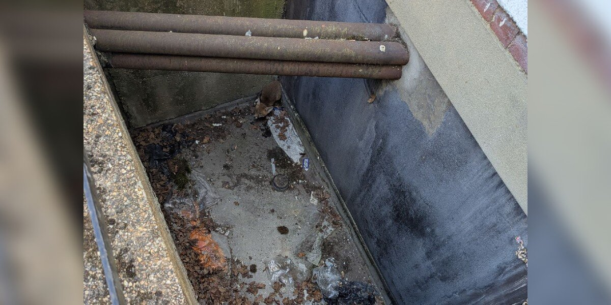 Nurses Stunned to Find Shivering Visitor at the Bottom of Hospital Drain
