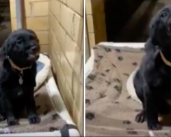 Shelter Puppy Can’t Stop Smiling at Everyone Who Walks By