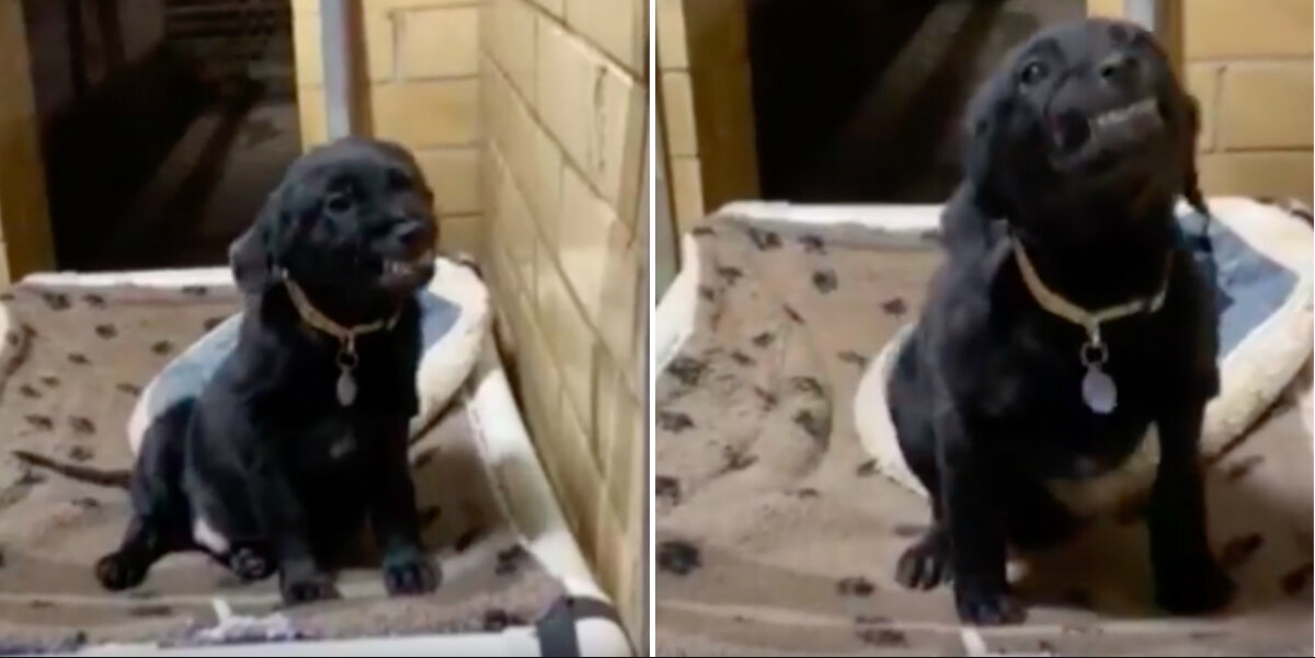 Shelter Puppy Can’t Stop Smiling at Everyone Who Walks By
