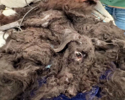 Dog Covered in Matted Fur Reveals a Heartbreaking Truth Beneath