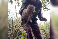 Man Hears Tiny Cries During Hailstorm — Ends Up Saving a Whole Litter
