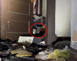 Rescuers Step Into an Abandoned House and Are Greeted by a Sea of Curious Puppy Eyes