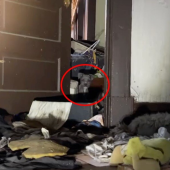 Rescuers Step Into an Abandoned House and Are Greeted by a Sea of Curious Puppy Eyes
