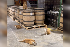 Four Orange Kittens Mysteriously Show Up at a Distillery — And Never Leave
