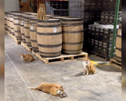 Four Orange Kittens Mysteriously Show Up at a Distillery — And Never Leave
