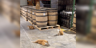 Four Orange Kittens Mysteriously Show Up at a Distillery — And Never Leave