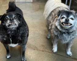 After 12 Years of Loyalty, Senior Dogs Are Left at Shelter — Now They Just Want a Home Together