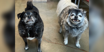 After 12 Years of Loyalty, Senior Dogs Are Left at Shelter — Now They Just Want a Home Together