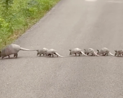 Driver Slams On Brakes After Spotting a Rare Family Crossing the Road