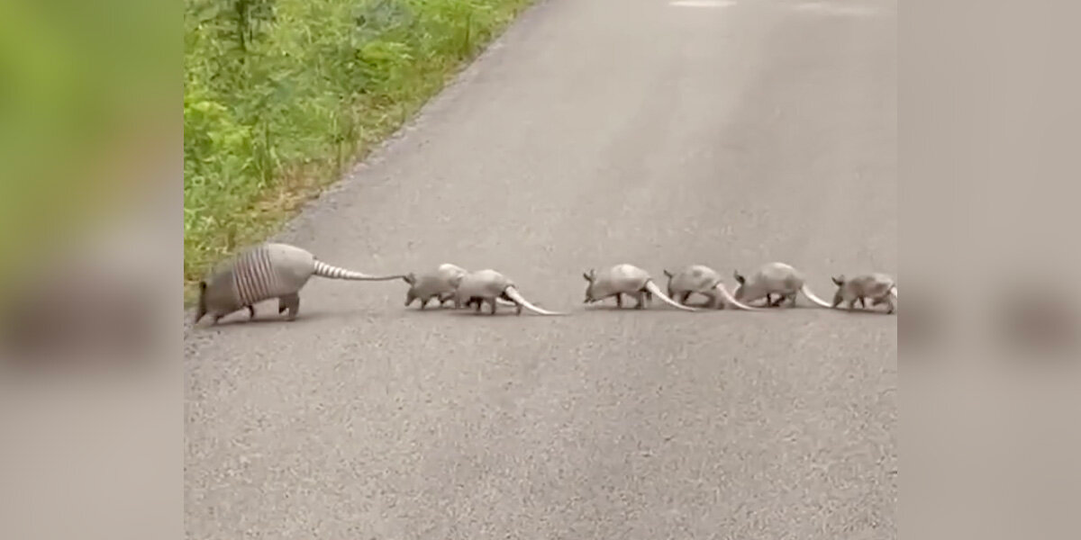 Driver Slams On Brakes After Spotting a Rare Family Crossing the Road