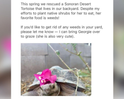 Woman Adopts Tortoise — Then Helps Her Launch a Backyard Business