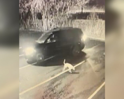 Dog Left in Parking Lot Watches Family Drive Away — But His Story Takes a Hopeful Turn